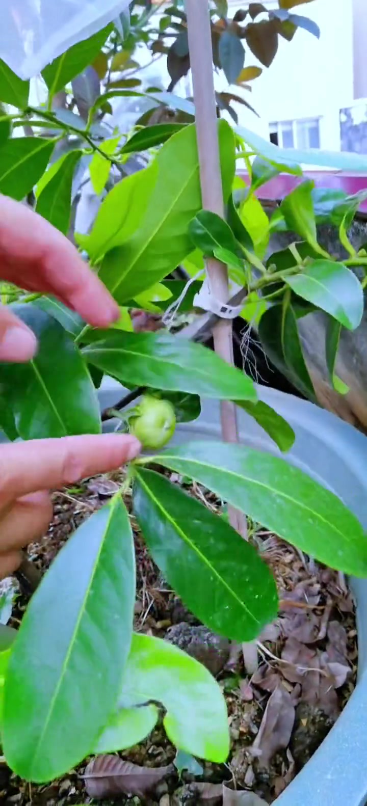什么果树适合天台盆栽种植?黑柿