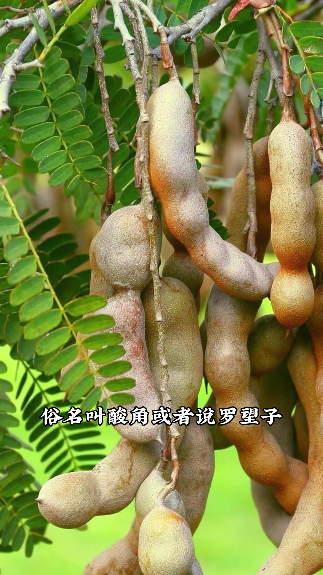 甜酸角 在丽江买的甜酸角,是豆科酸豆属的酸豆