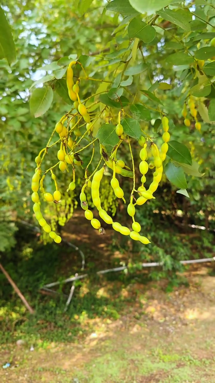 国槐有两宝——槐米和槐角 国槐是豆科落叶乔木