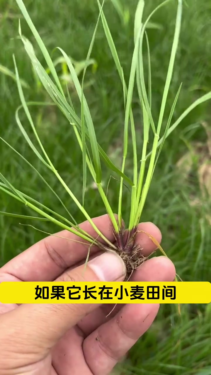 多花黑麦草长啥样,如何防治多花黑麦草?