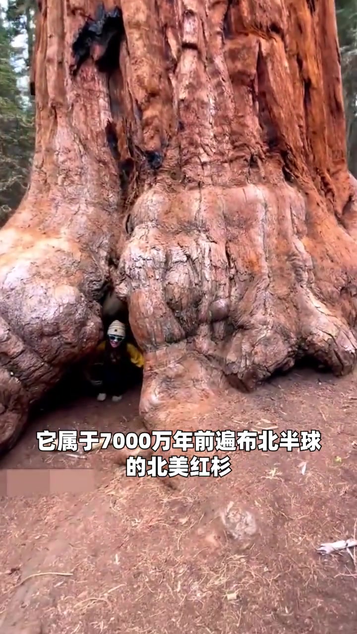 这个树就是世界上最大的树,就算是数十个也不能将其团团围住,它就是