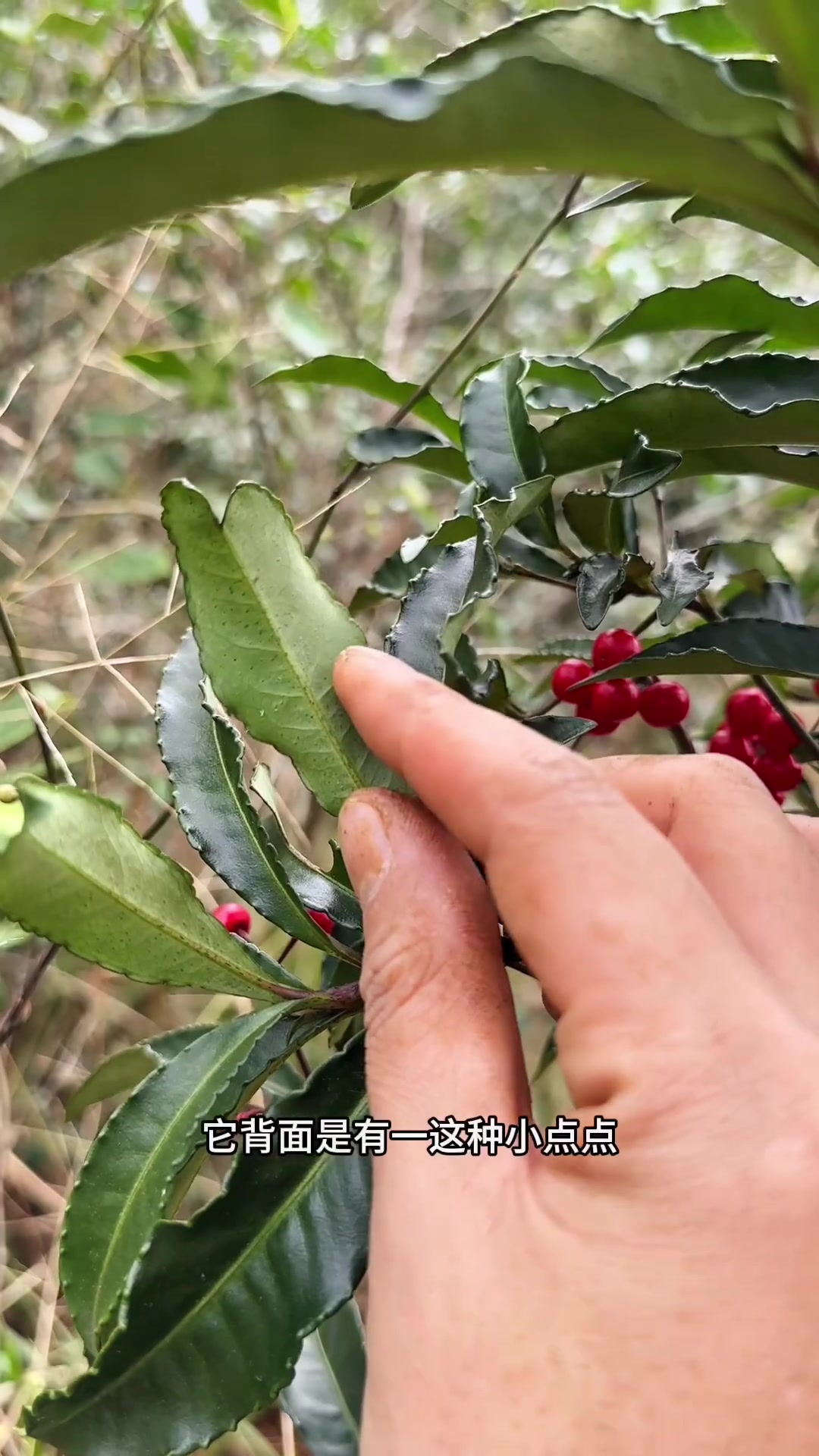 "黄金万两"又称富贵子,金玉满堂,小时候遇见这种长着红果果的植物