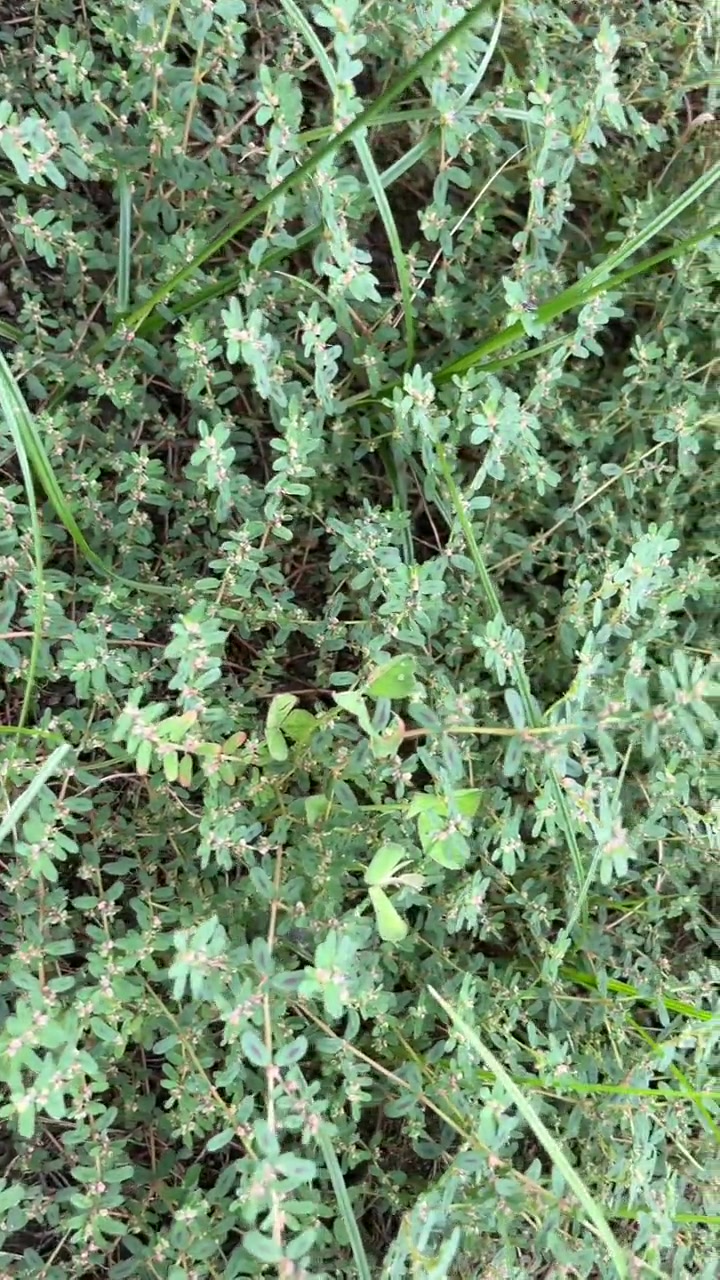 认识它吗?我们这里有个有意思的名字,小虫顶窝蛋草