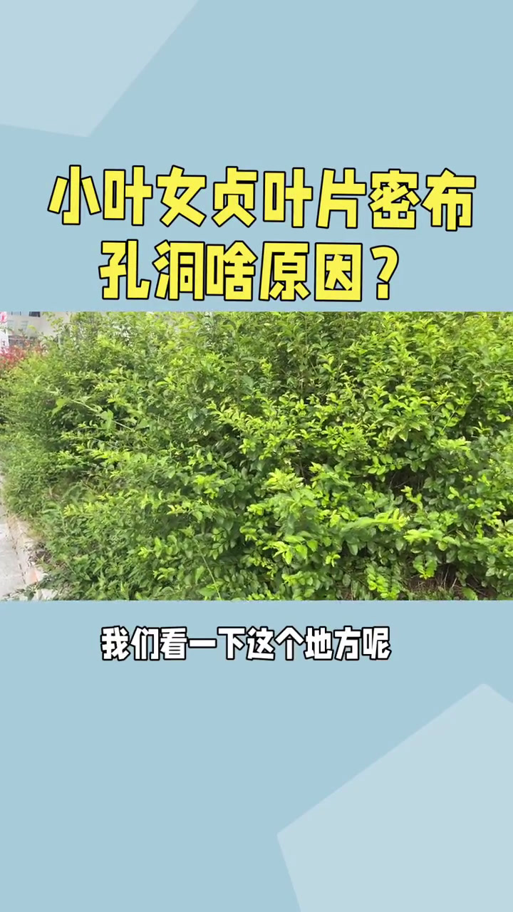 桂花树遭遇蚧壳虫,一招教你防治