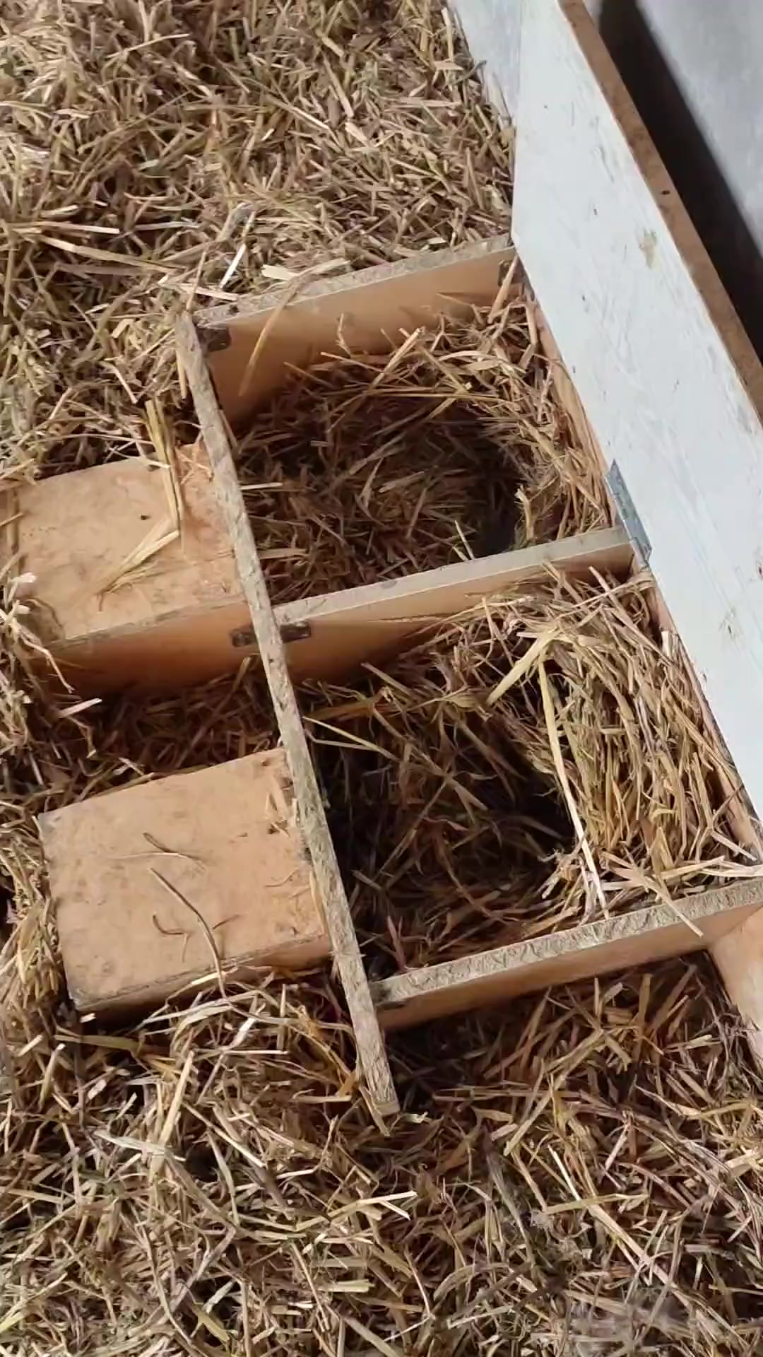 母兔产箱多大尺寸最合适,适合全国各地饲养