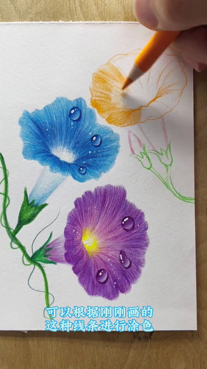 画一朵好看的牵牛花