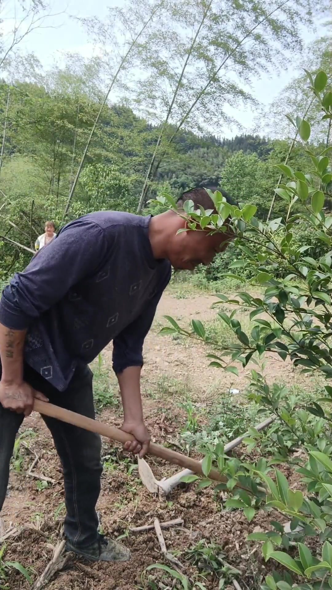 在地里干农活也是一种快乐 农村人每天都是干不完的活