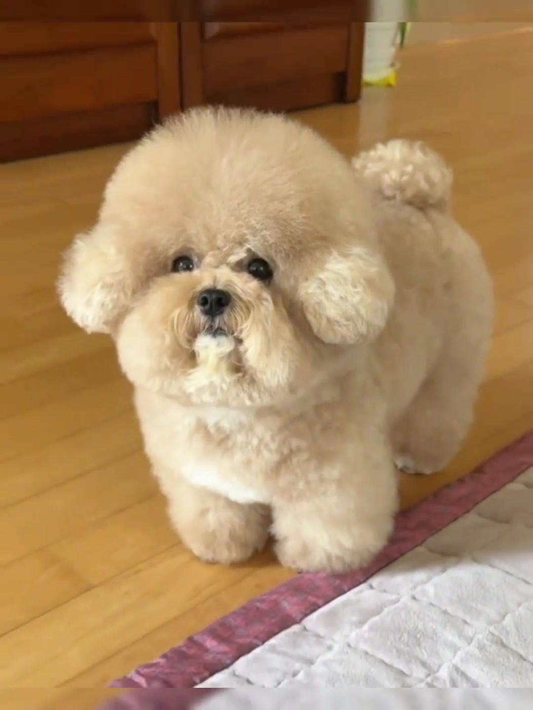 泰迪熊狗狗 呆萌狗狗 晒出你的小笨狗 可爱小狗 小狗狗的