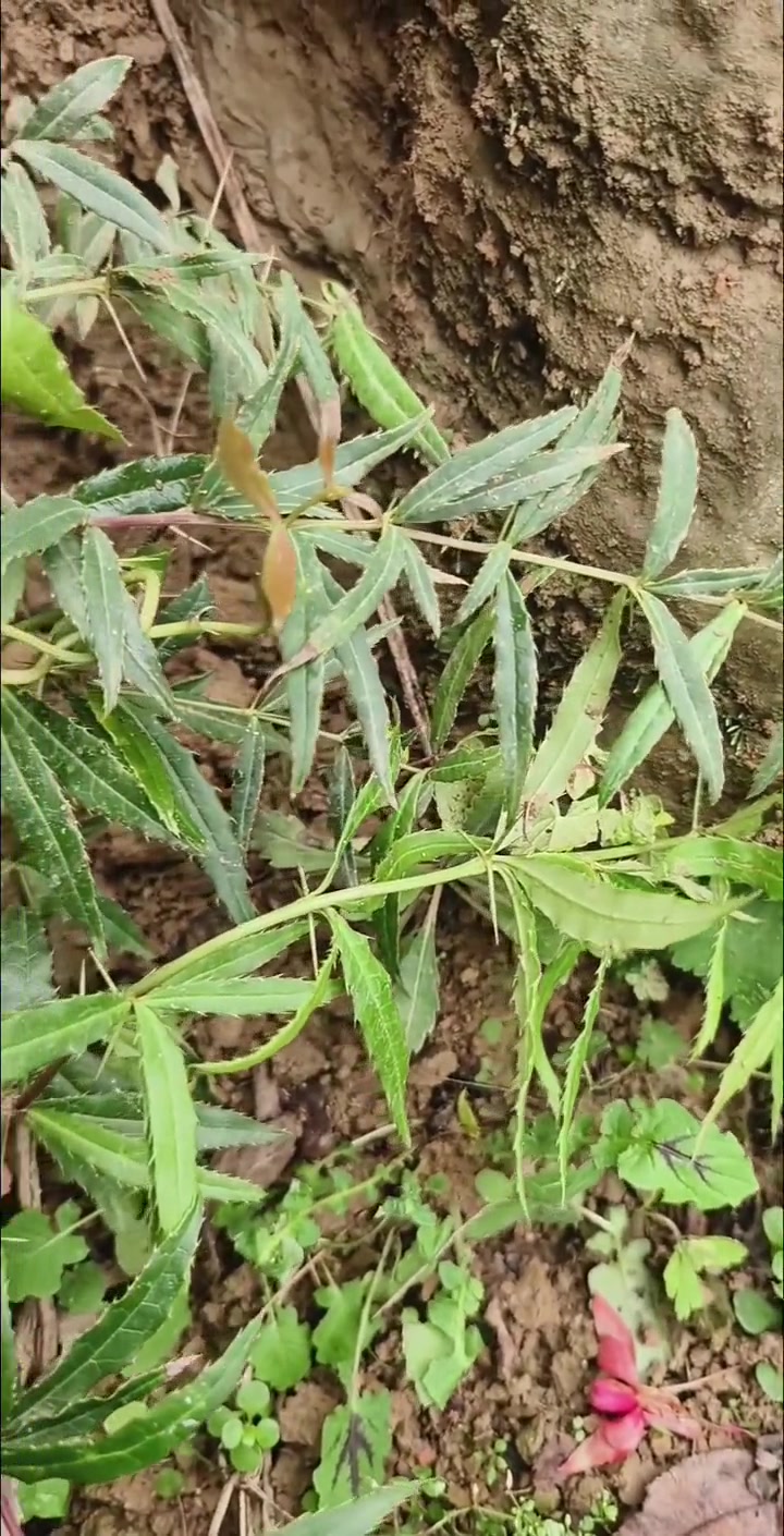 三颗针,刺黄连,鸡脚黄,钉耙刺,名字太多了,你认知这种植物吗