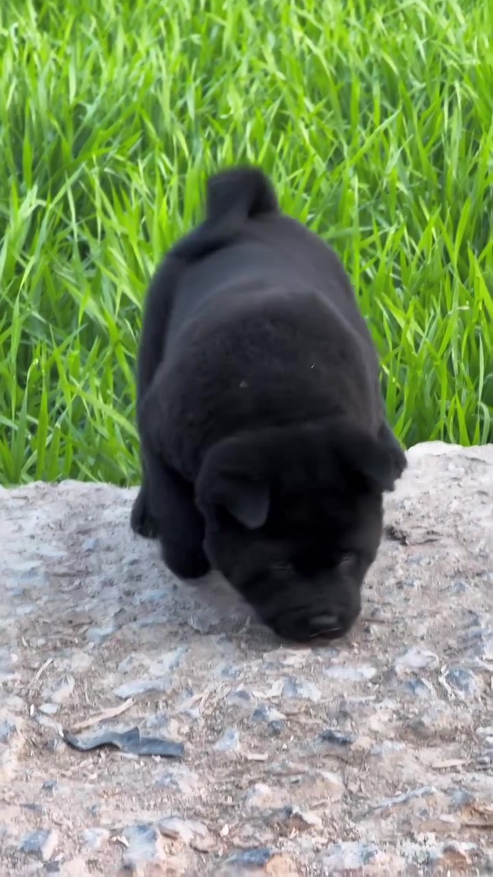 中华田园犬之五黑犬 黑狗黑舌 十分罕见 霸气侧漏