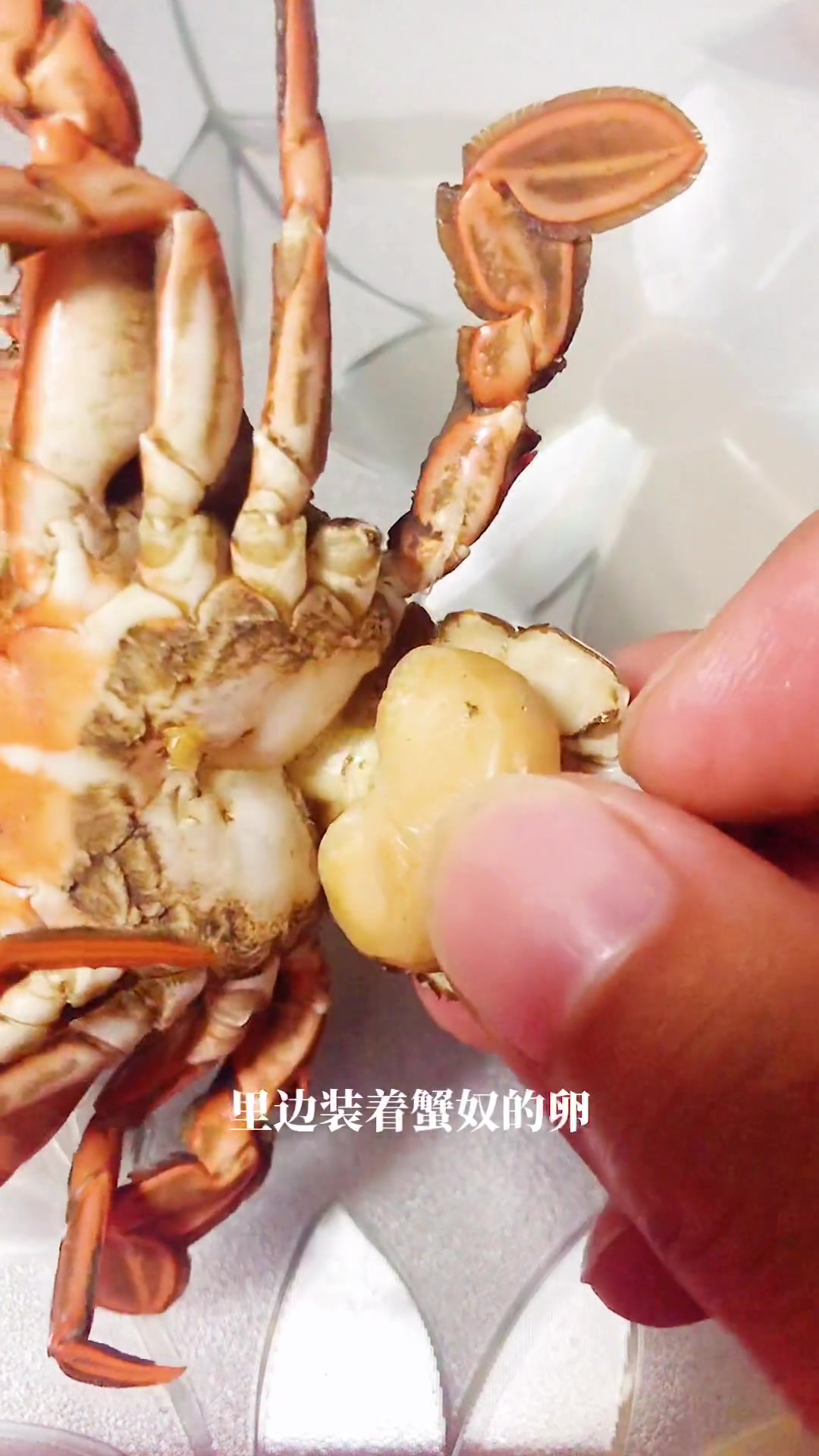 蟹奴是什么样的生物？螃蟹为什么会成为它们的奴隶听命于它？