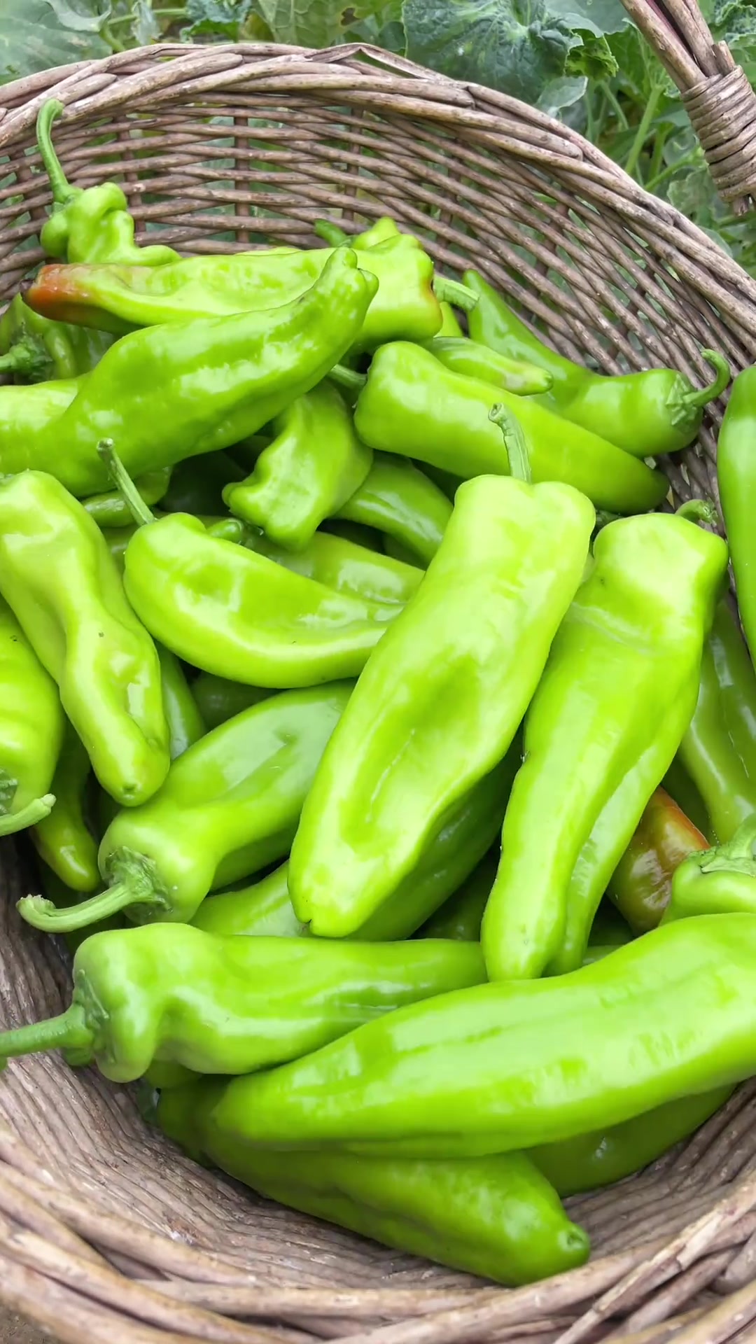 今天我们腌的油辣椒,家里有吃不完的辣椒这样腌,好吃又下饭