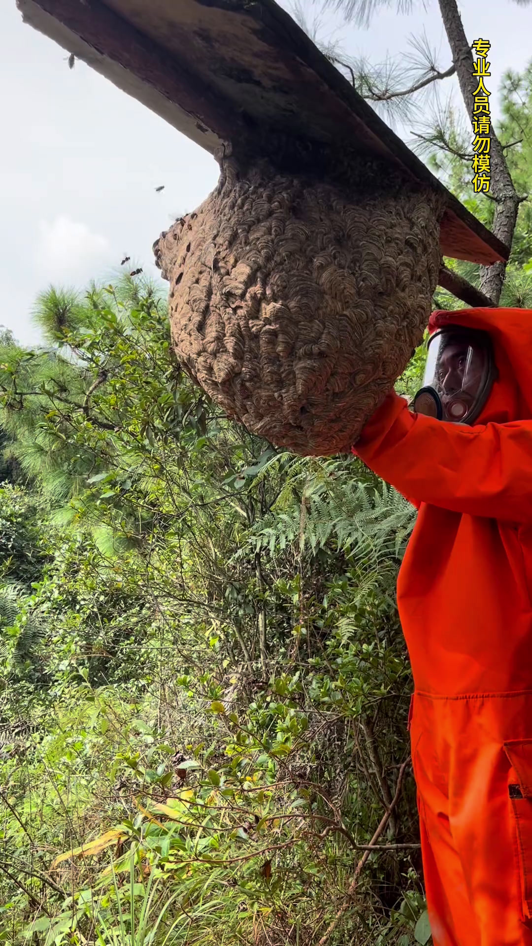 两窝大葫芦蜂收获满满