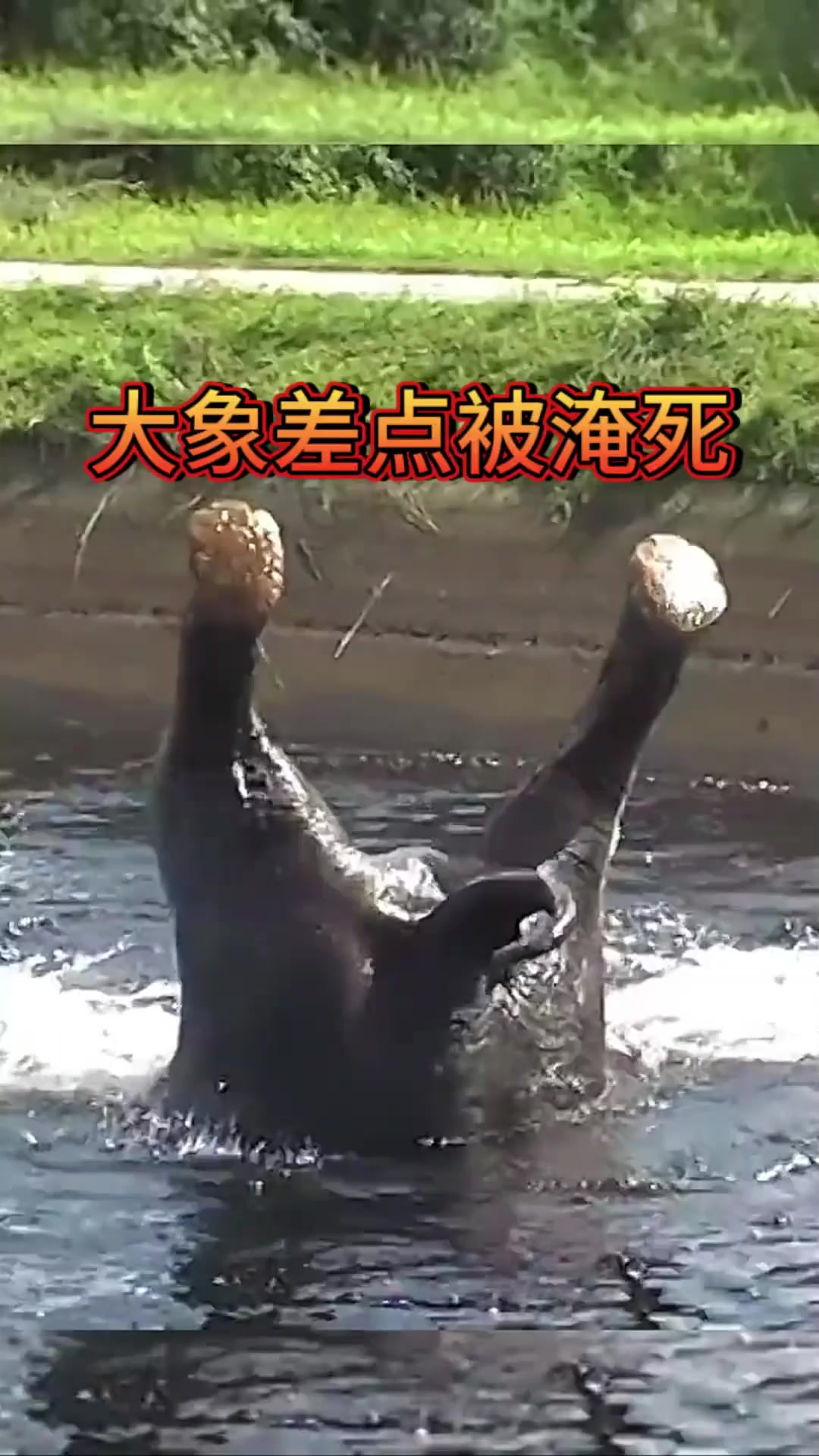 大象掉进人工水渠中差点被淹死,幸好及时被发现终于得救!