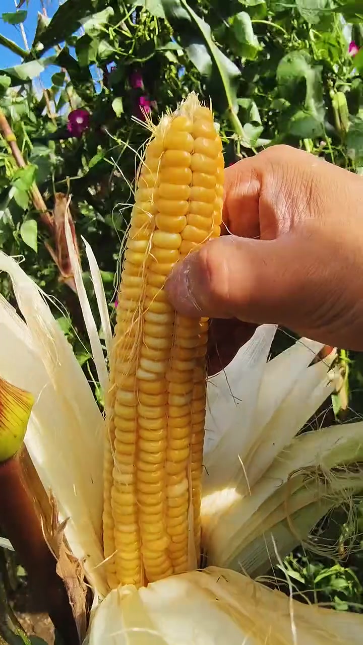 70年代玉米老品种,依旧值得怀念