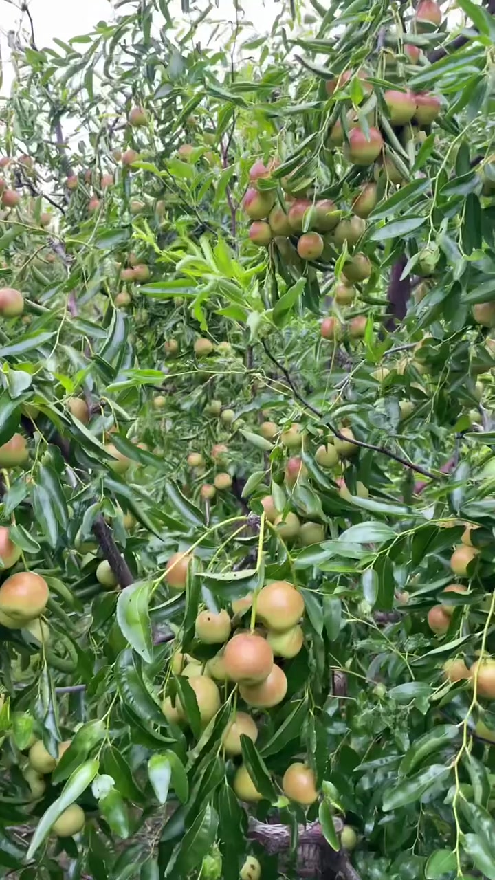 记录我的果园生活 三农 冬枣树