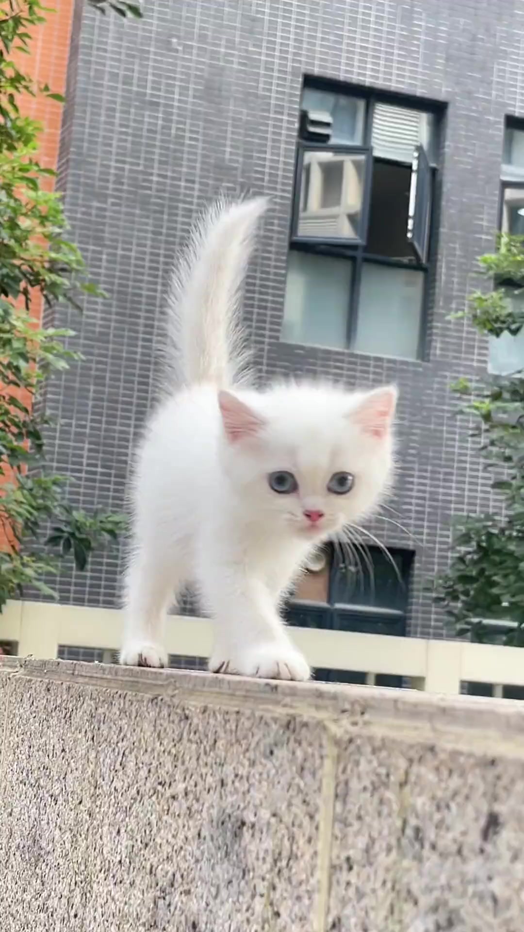 小白猫看起来挺灵活