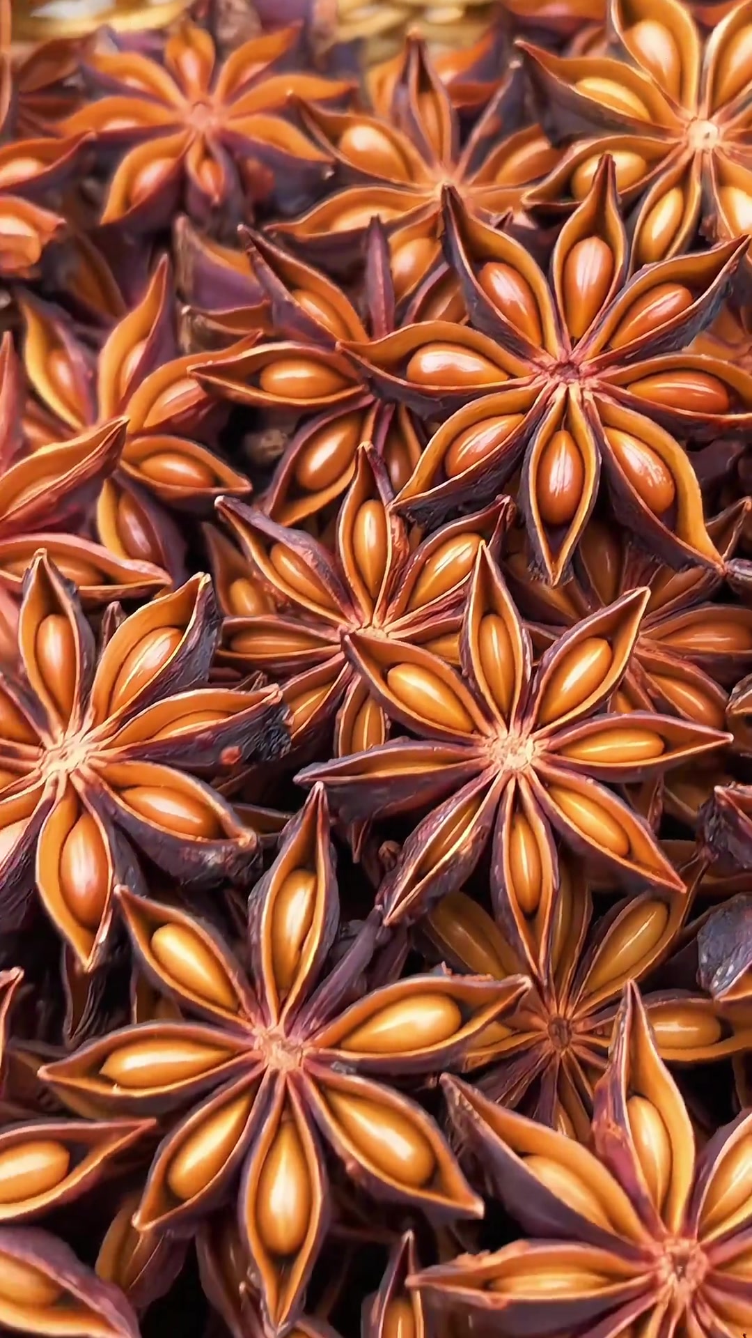 八角茴香八角广西八角大红八角老树八角