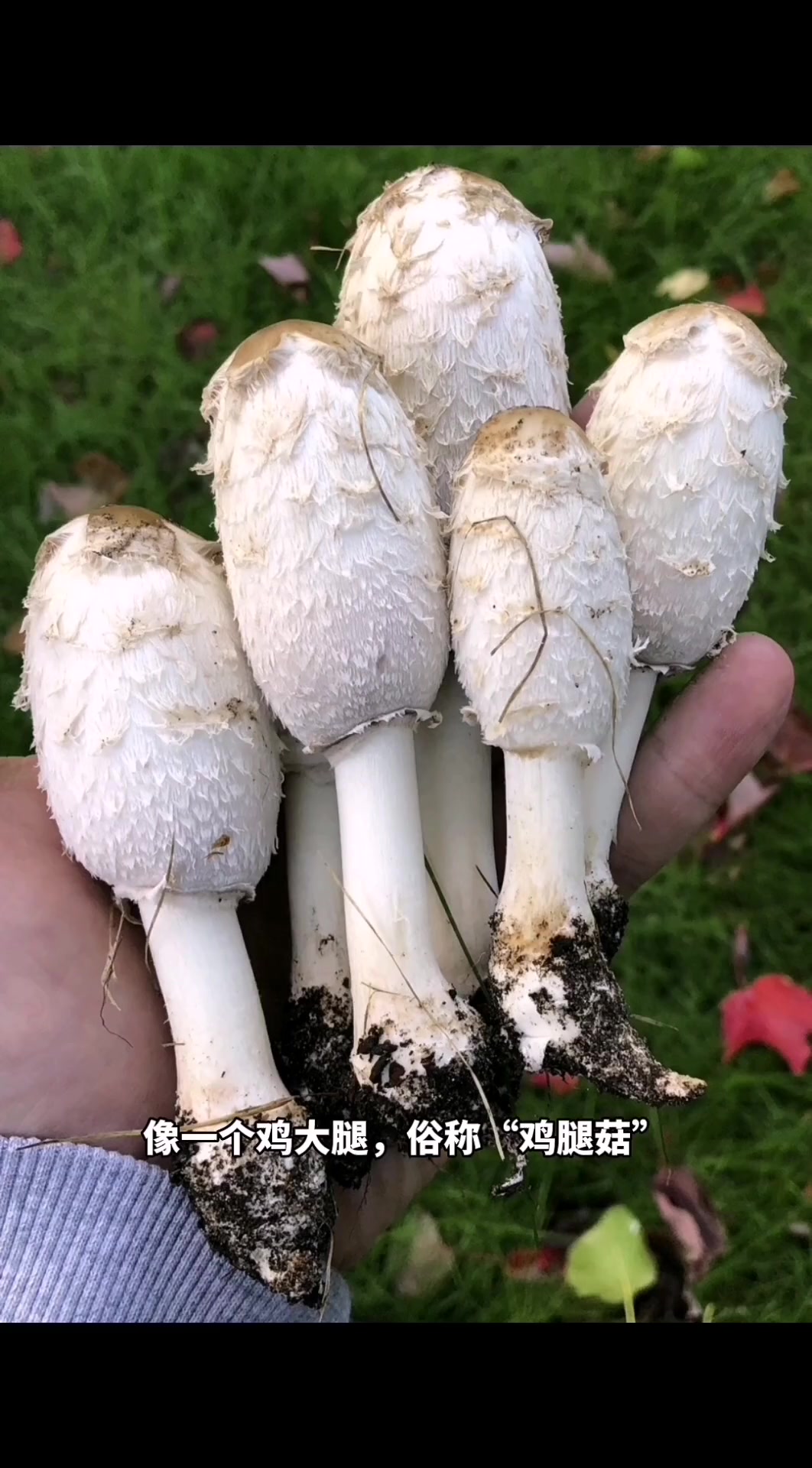 毛头鬼伞,俗称鸡腿菇,可食,味道鲜美,深秋季节很多见