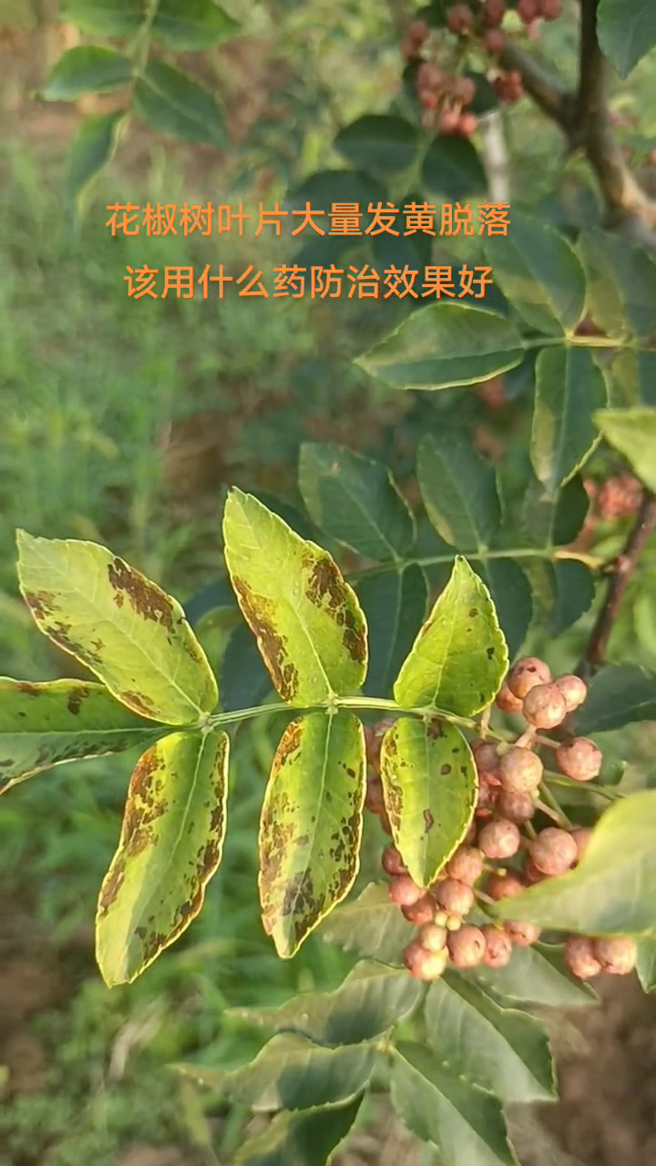 花椒树叶片大量发黄脱落该用什么药防治效果好