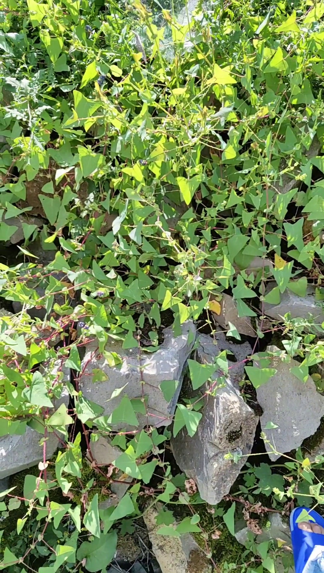 母狗刺,你还知道它其它名字吗