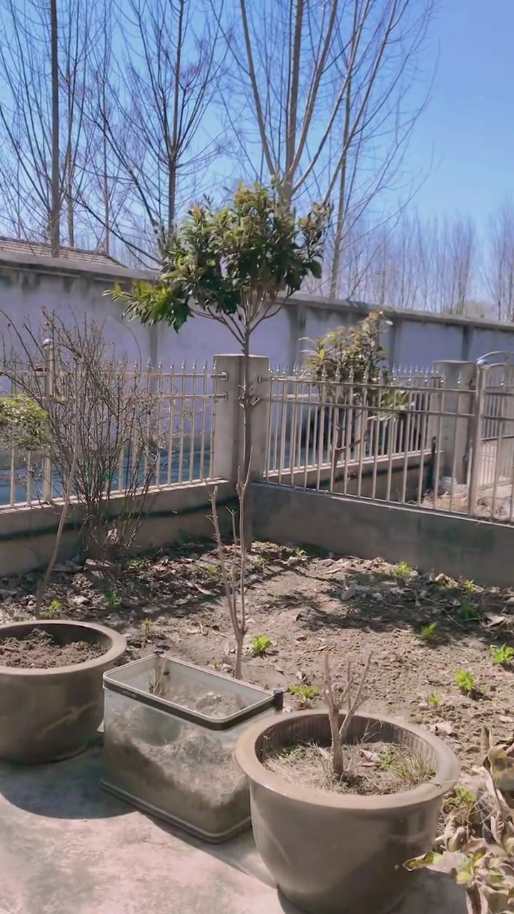 春的气息 农村庭院花园自己打造 我的花花草草