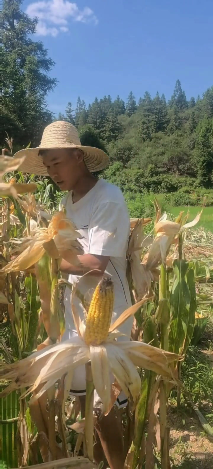 今天天气好包谷都熟了给搬回家