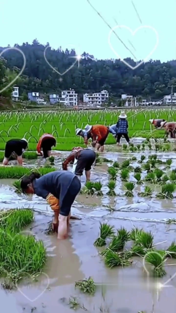 栽秧子哦.三十几个女汉子栽秧子,今年秧子哟