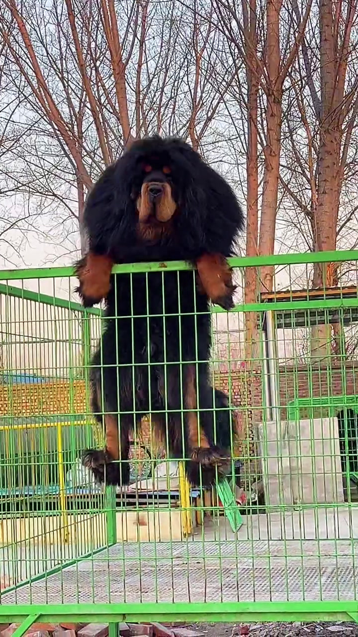 藏獒幼犬藏獒中国藏獒