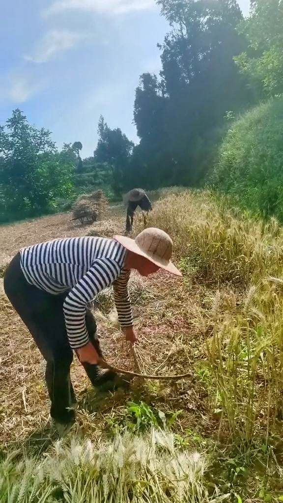 手工割麦子的老人