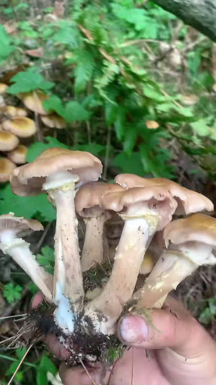 大山里的原生态 东北野生榛蘑 上山采蘑菇