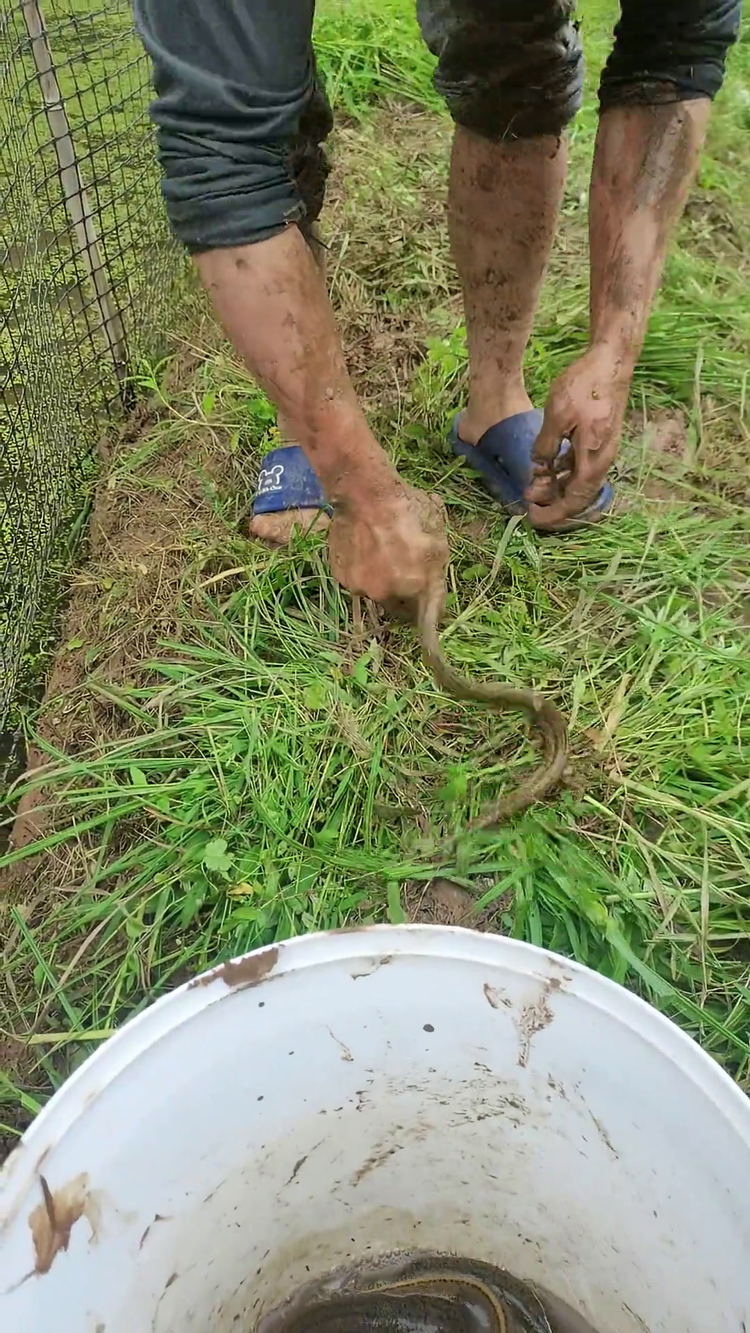 野生黄鳝 户外抓鳝 在我们家田里捉鳝鱼
