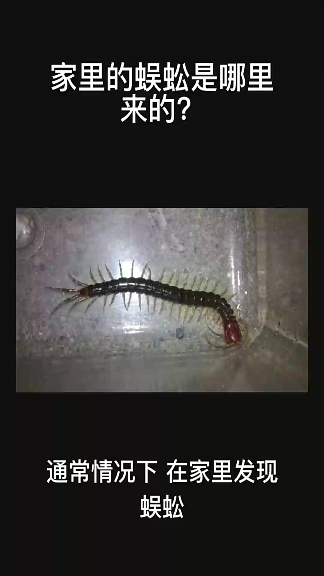 家里的蜈蚣是哪里来的?蜈蚣蜈蚣精动物世界