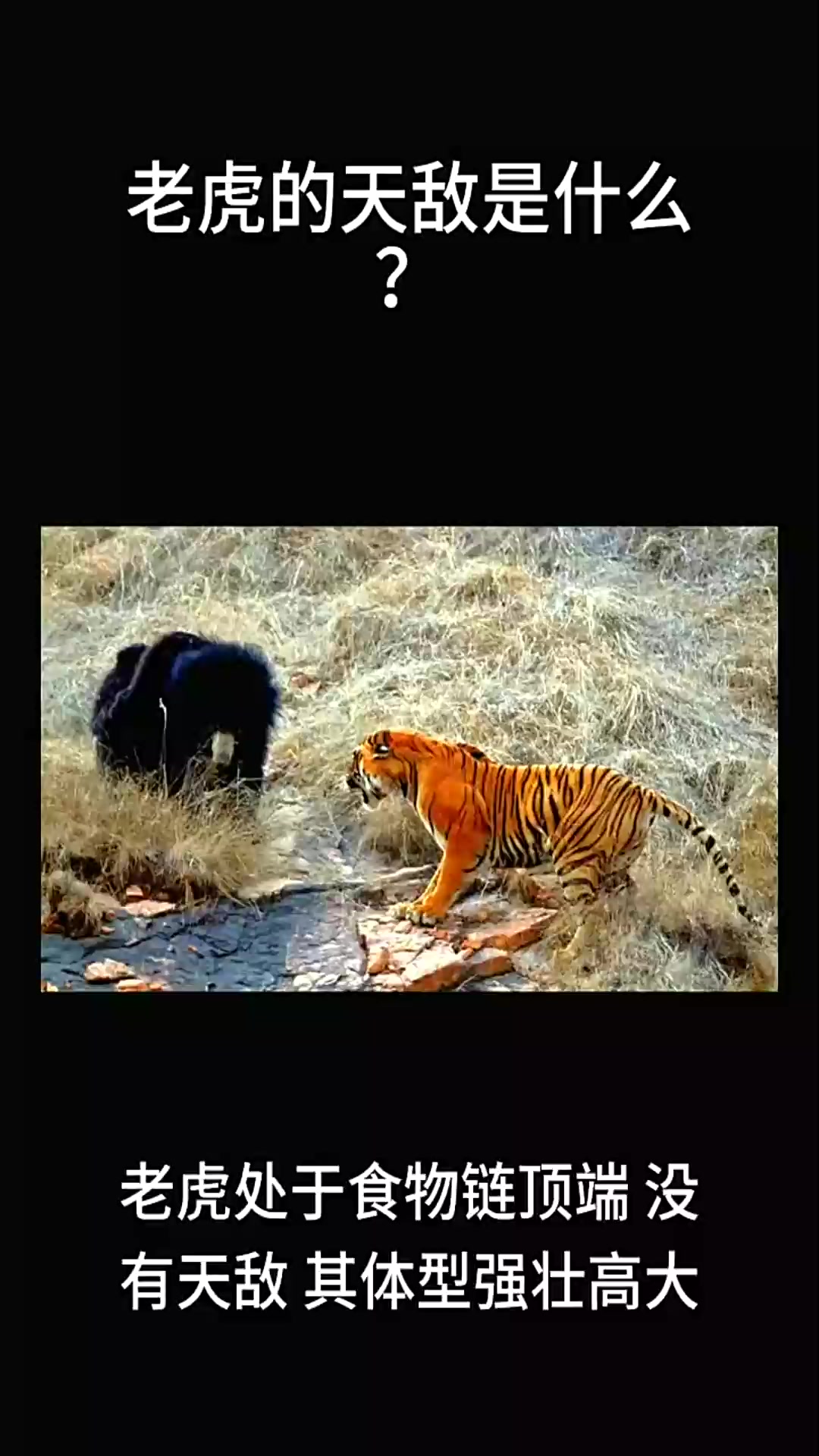 老虎老虎不发威天敌动物孟加拉虎