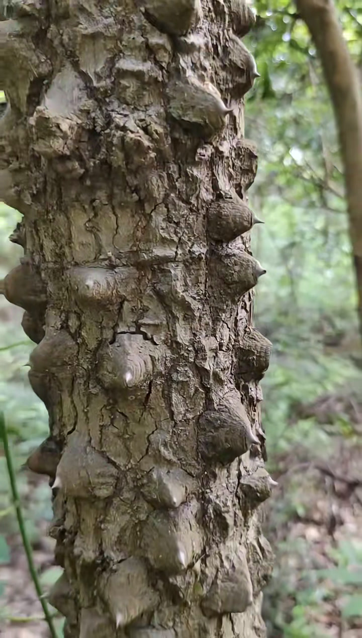 让你认识刺楸,我们金称市叫它钉皮树.如果使用,请遵医嘱