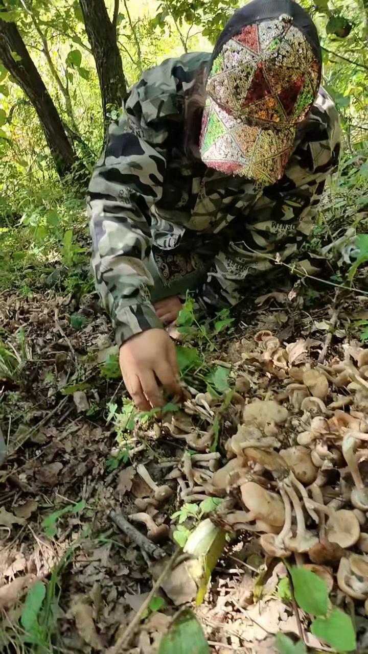 采蘑菇论坛,采蘑菇论坛下载 采蘑菇论坛,采蘑菇论坛下载