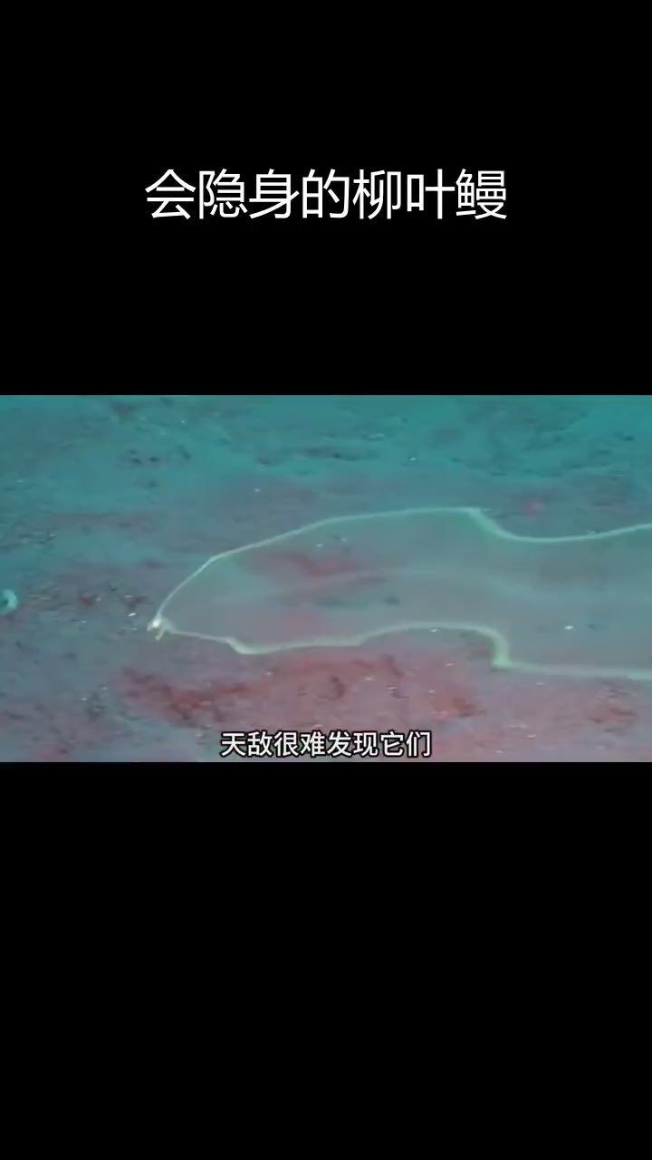 透明鳗鱼:海洋中的隐身高手