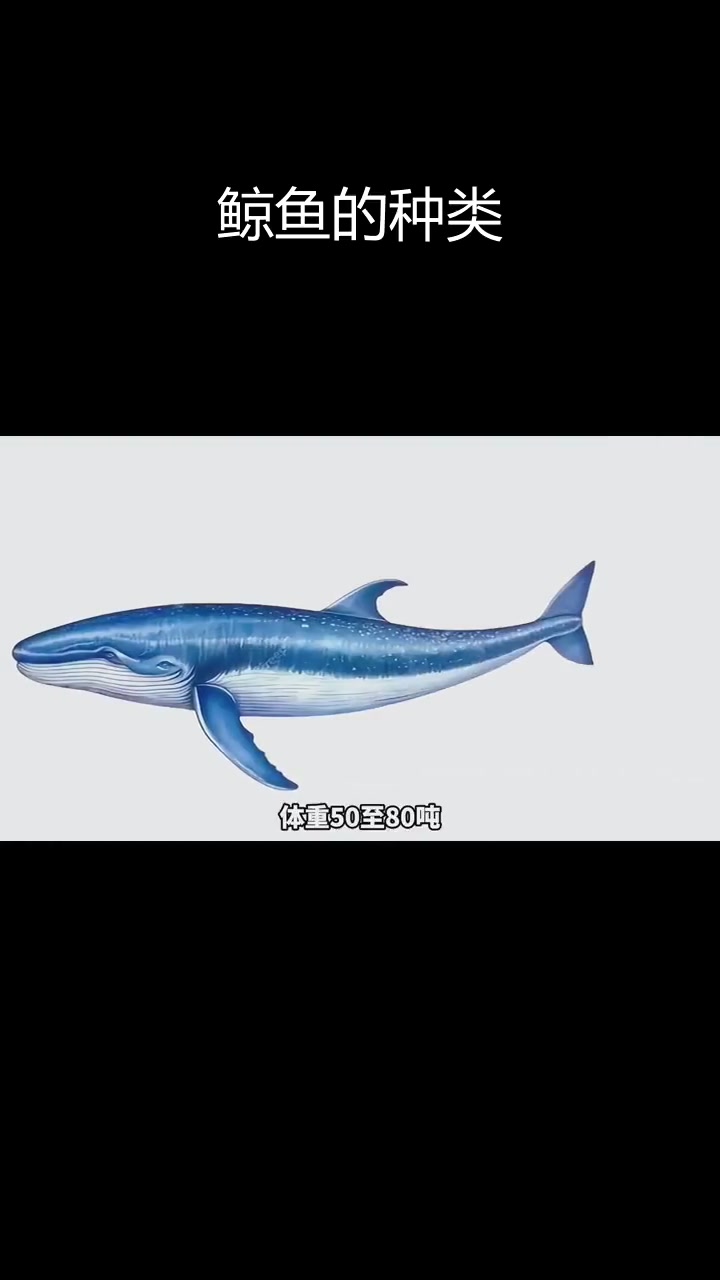 海洋中的巨无霸:鲸鱼种类揭秘