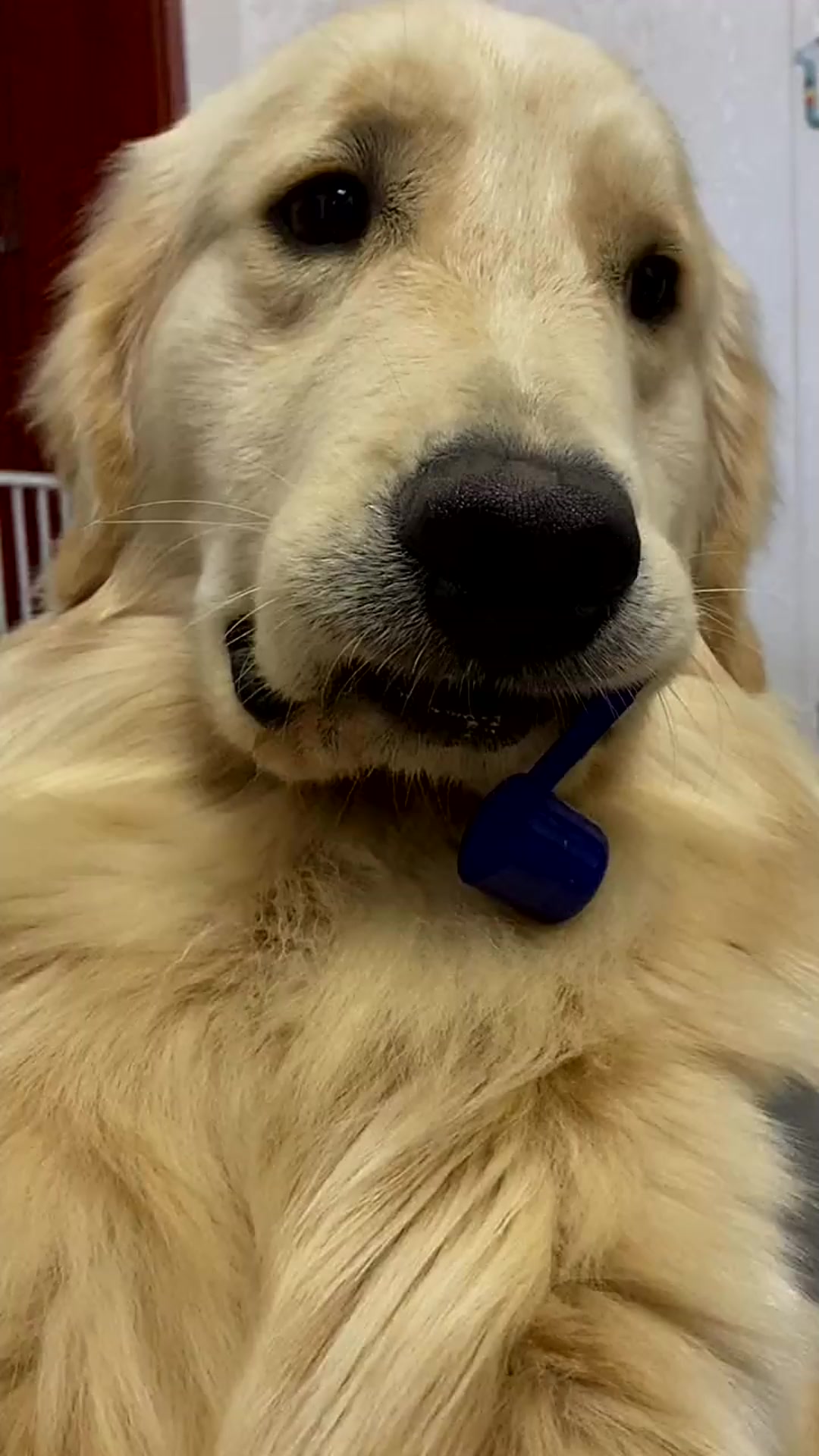 狗狗很委屈,表示不理解