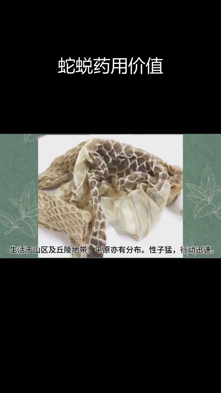 蛇蜕的药用功效与采集方法