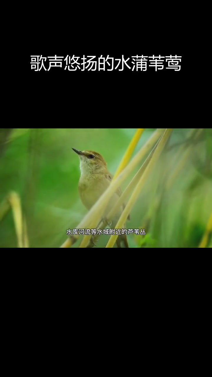 水蒲苇莺:歌喉婉转的湿地精灵