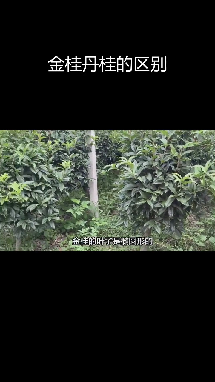 金桂与丹桂的差异对比:从花色到生态习性