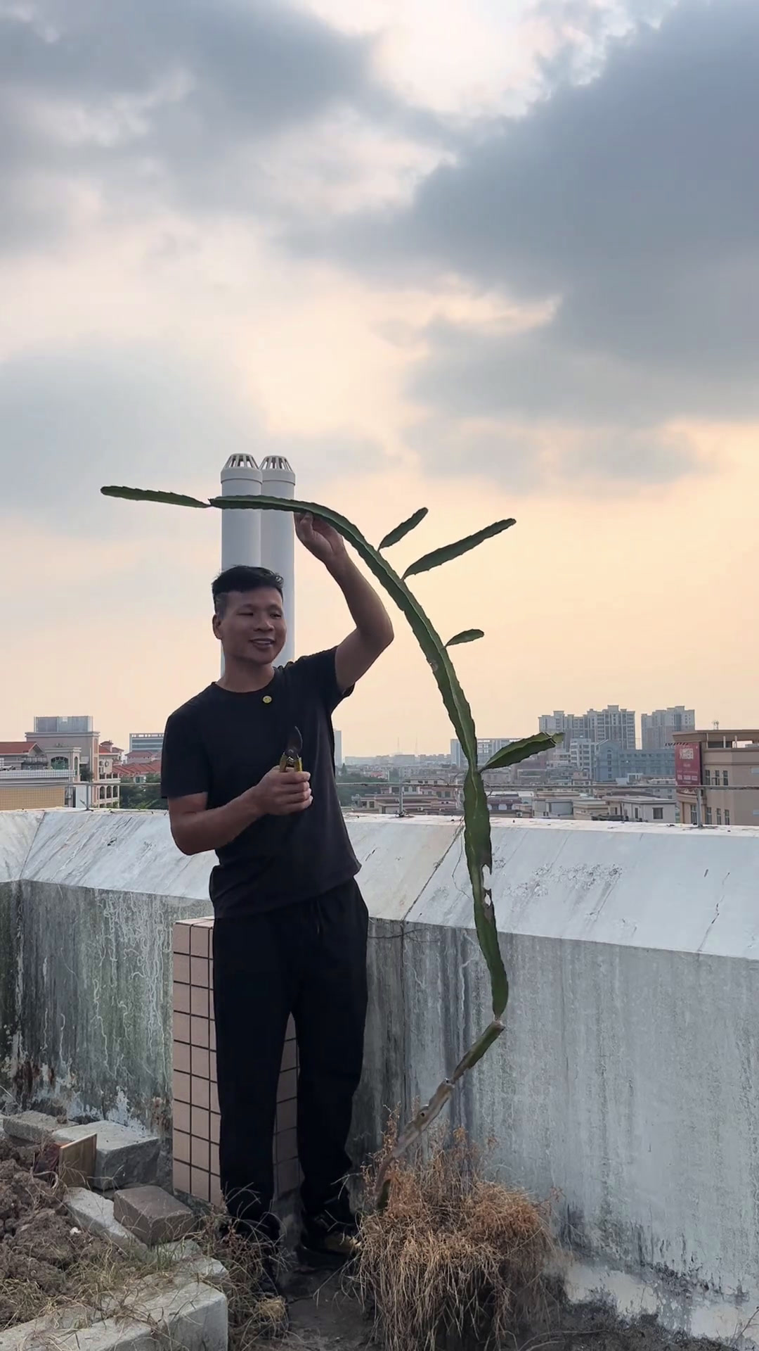 盆栽火龙果种植 盆栽火龙果种植的过程中,给它做个支架非常重要