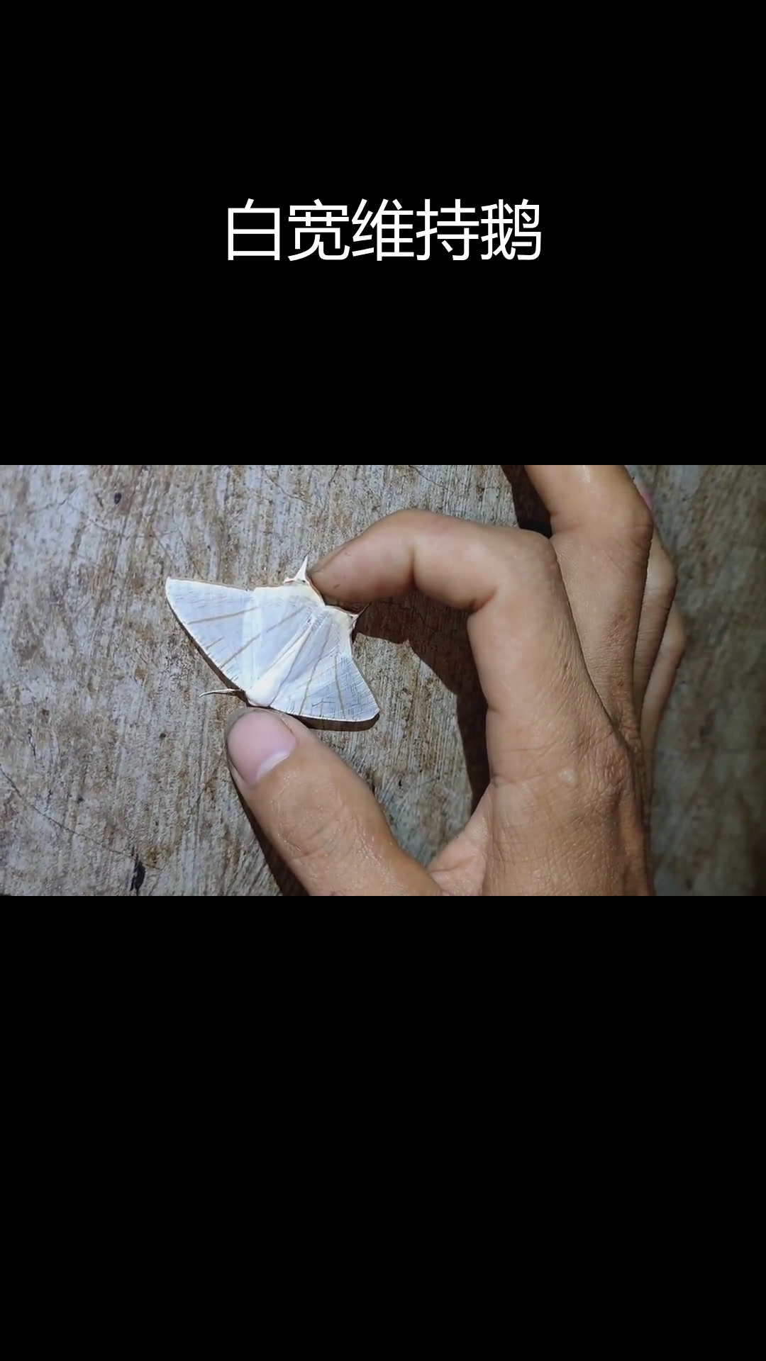 纯白飞蛾的美丽邂逅