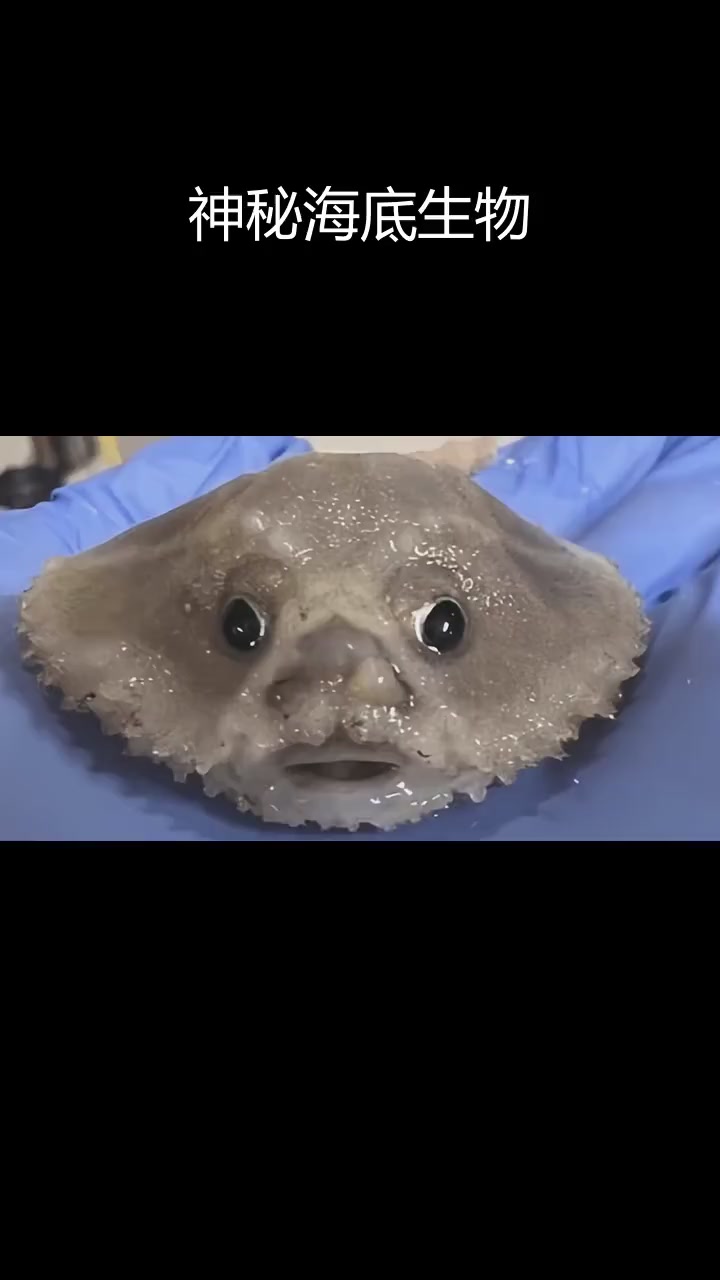 深海发现三种奇特生物,包括像人脸的巨物