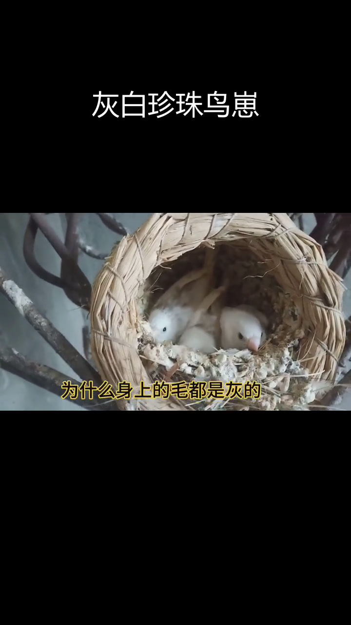 珍珠鸟孵化出灰色雏鸟,颜色变异引关注