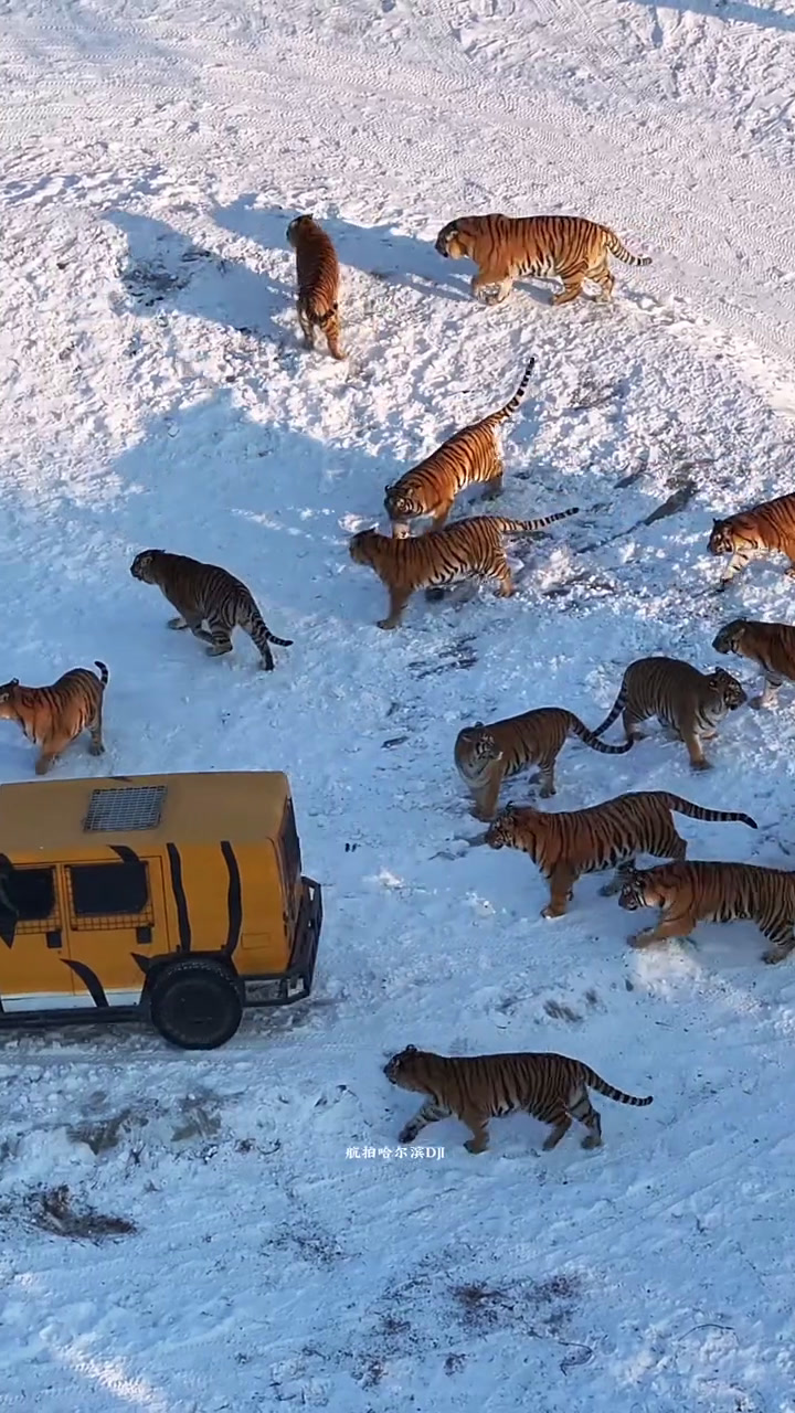 饿虎扑食 东北虎 哈尔滨东北虎林园