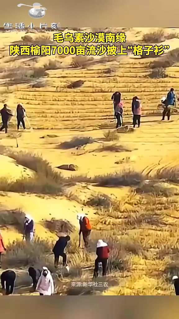 毛乌素沙漠南缘,陕西榆阳7000亩流沙披上"格子衫".今日国