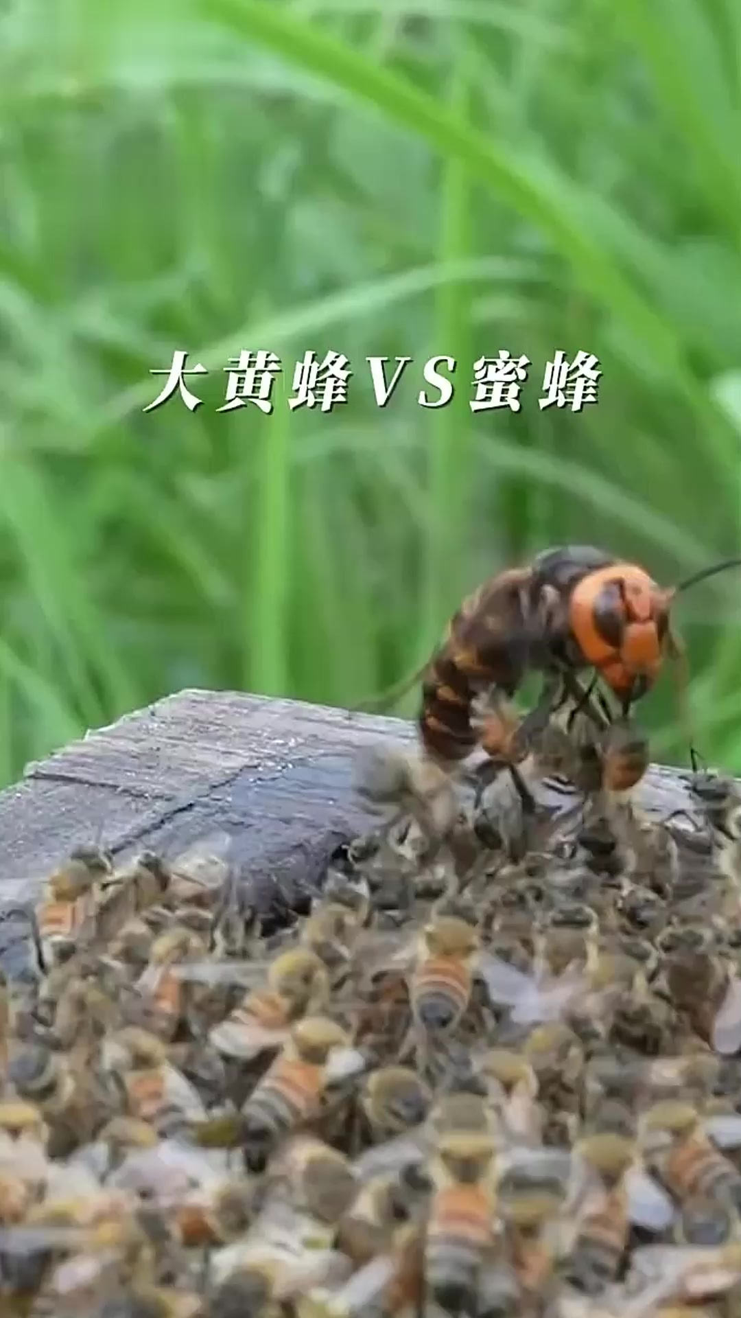 大黄蜂抓蜜蜂,差点被拽下去