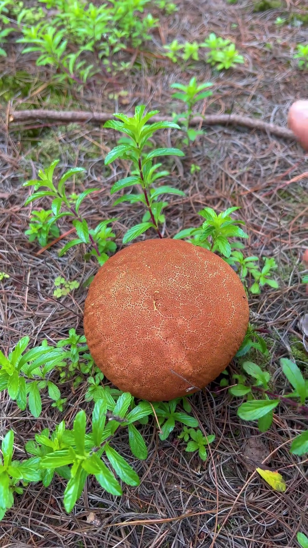 有没有吃过同款面包菌?
